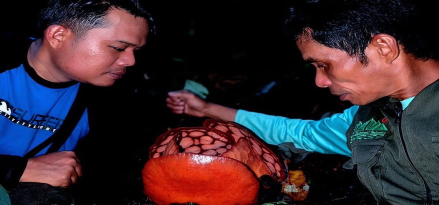 Nama Peneliti Indonesia Hilang dalam Penemuan Rafflesia hasseltii, Publik dan Anies Baswedan Kritik Oxford